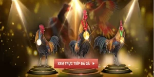 Đá gà trực tiếp I9BET