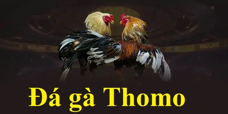 Thông tin về trường gà thomo 